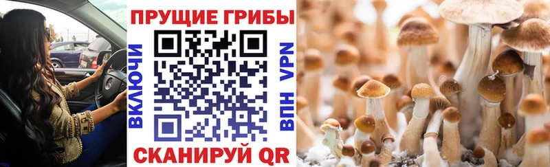 Купить закладки  Амурск  Галлюциногенные грибы прущие грибы 